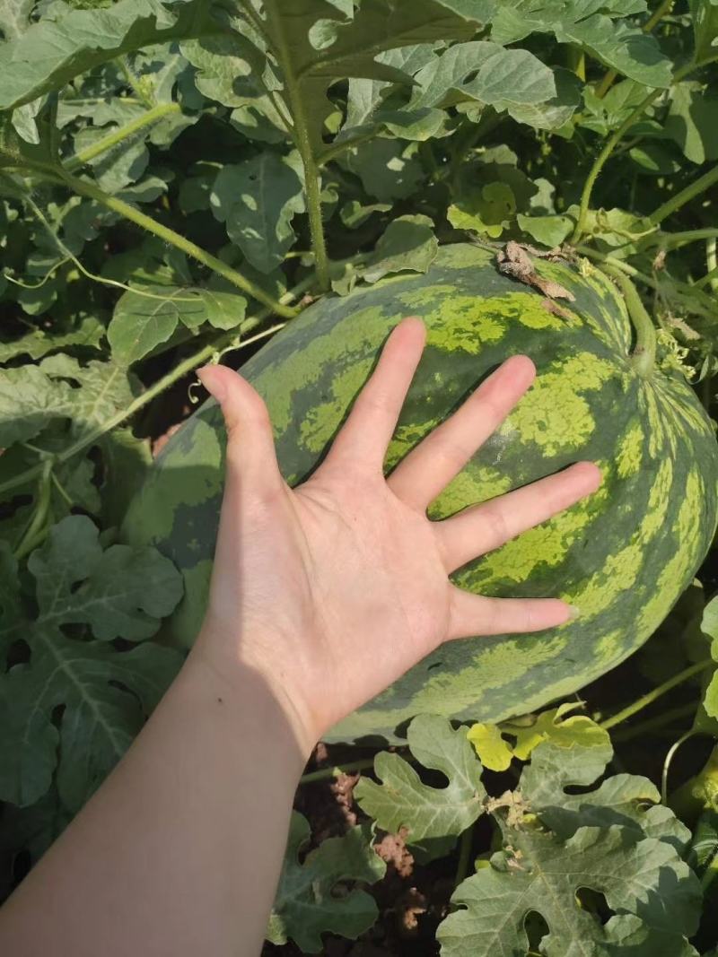 四川8424西瓜冰糖瓜口感好化渣基地批发。