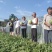 四川8424西瓜冰糖瓜口感好化渣基地批发。