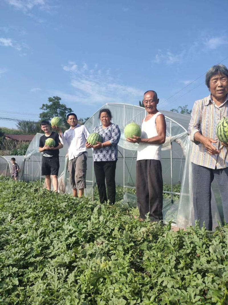 四川8424西瓜冰糖瓜口感好化渣基地批发。