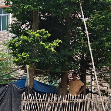 移植沉香树，大树两棵