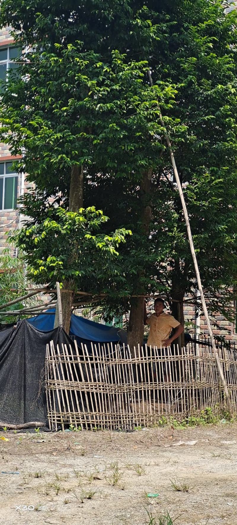 移植沉香树，大树两棵