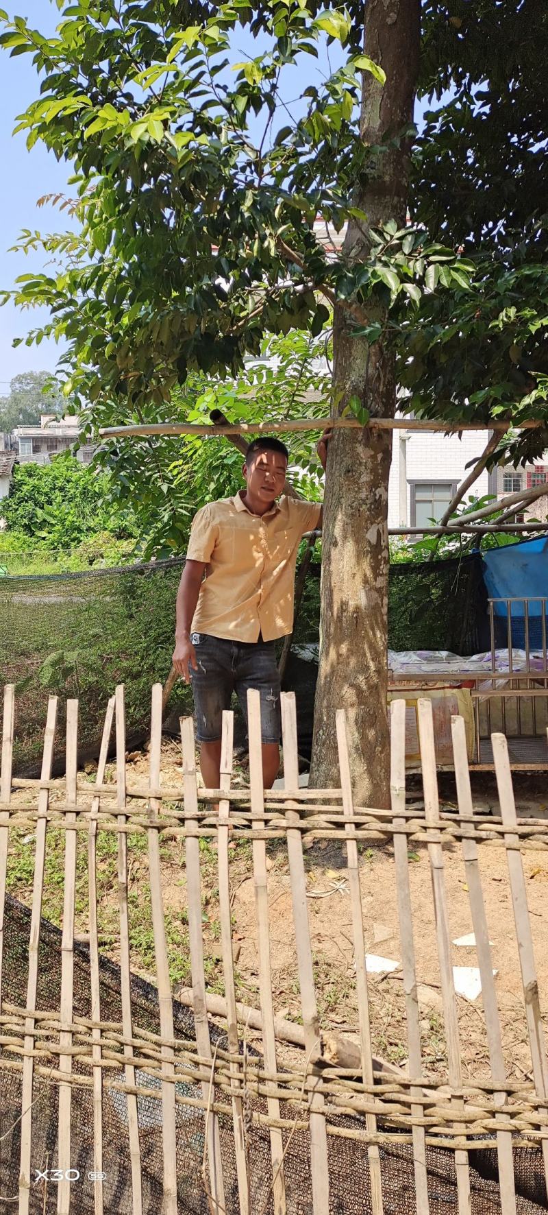 移植沉香树，大树两棵