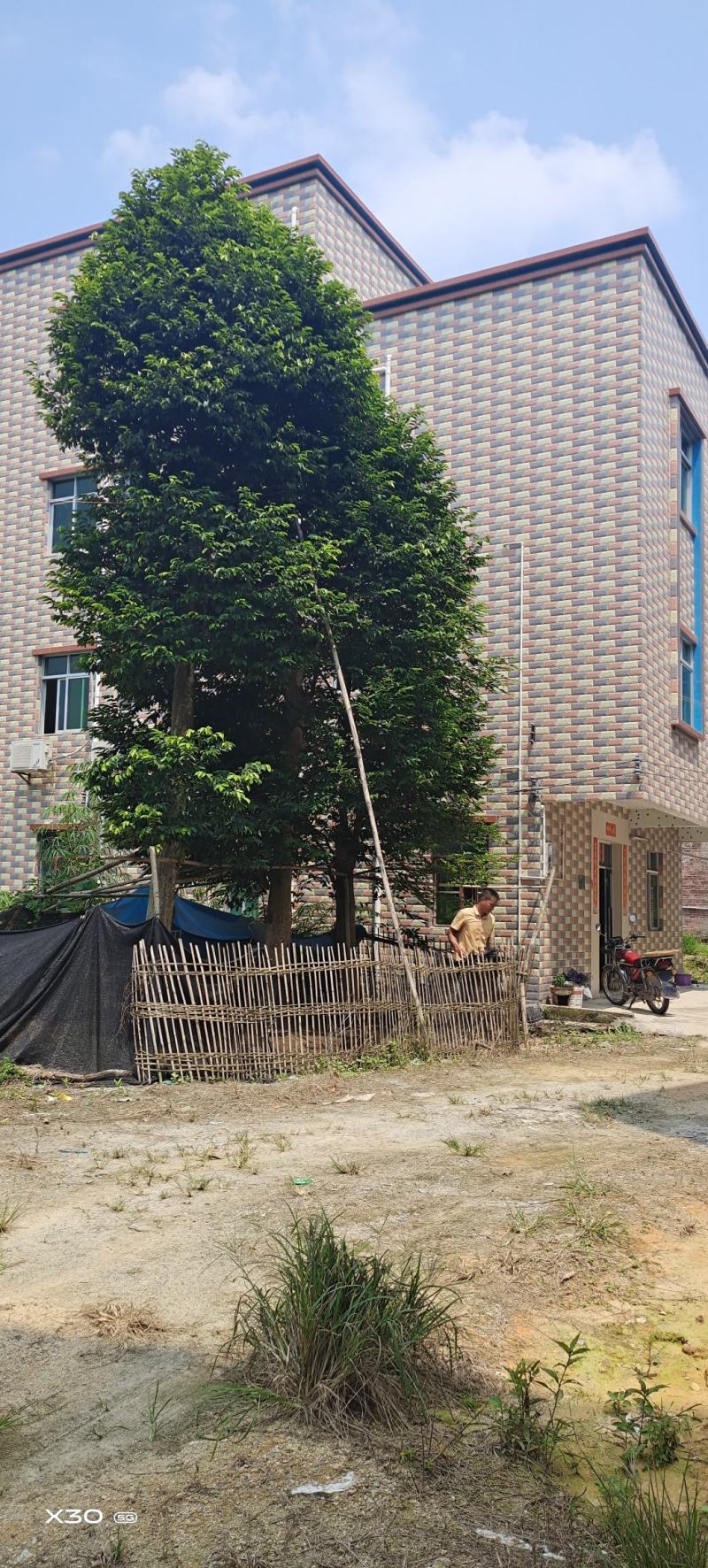 移植沉香树，大树两棵