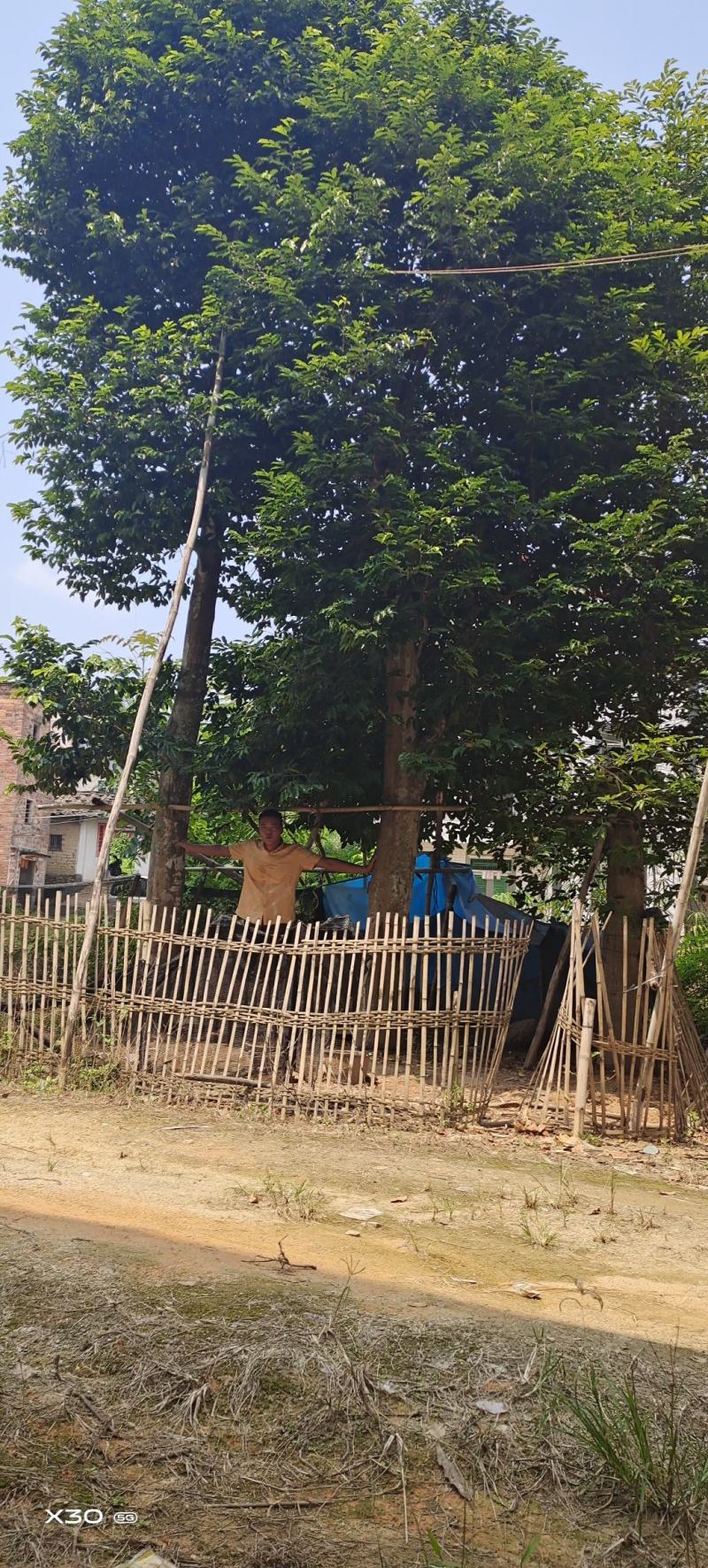 移植沉香树，大树两棵