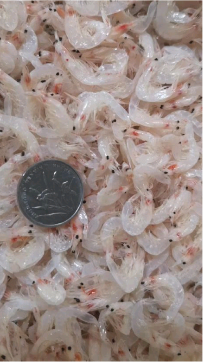 渤海湾优质特产，补钙神器……虾皮