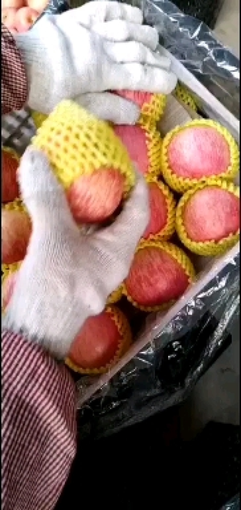 山东红富士苹果，产地直销，货源充足，质量保证，价格优！