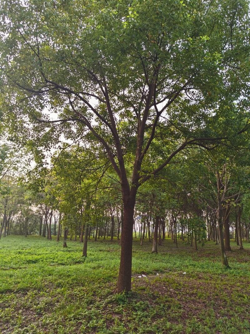 精品15-25香樟树移栽苗自营苗圃出货