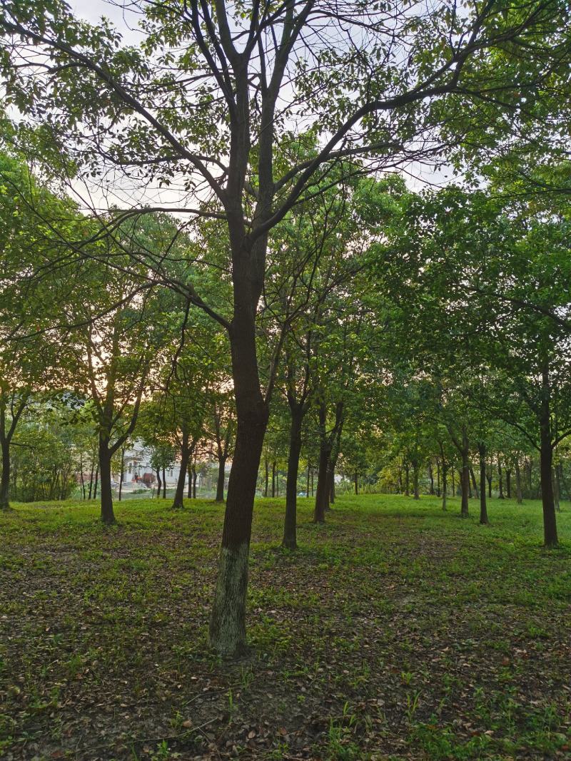 精品15-25香樟树移栽苗自营苗圃出货