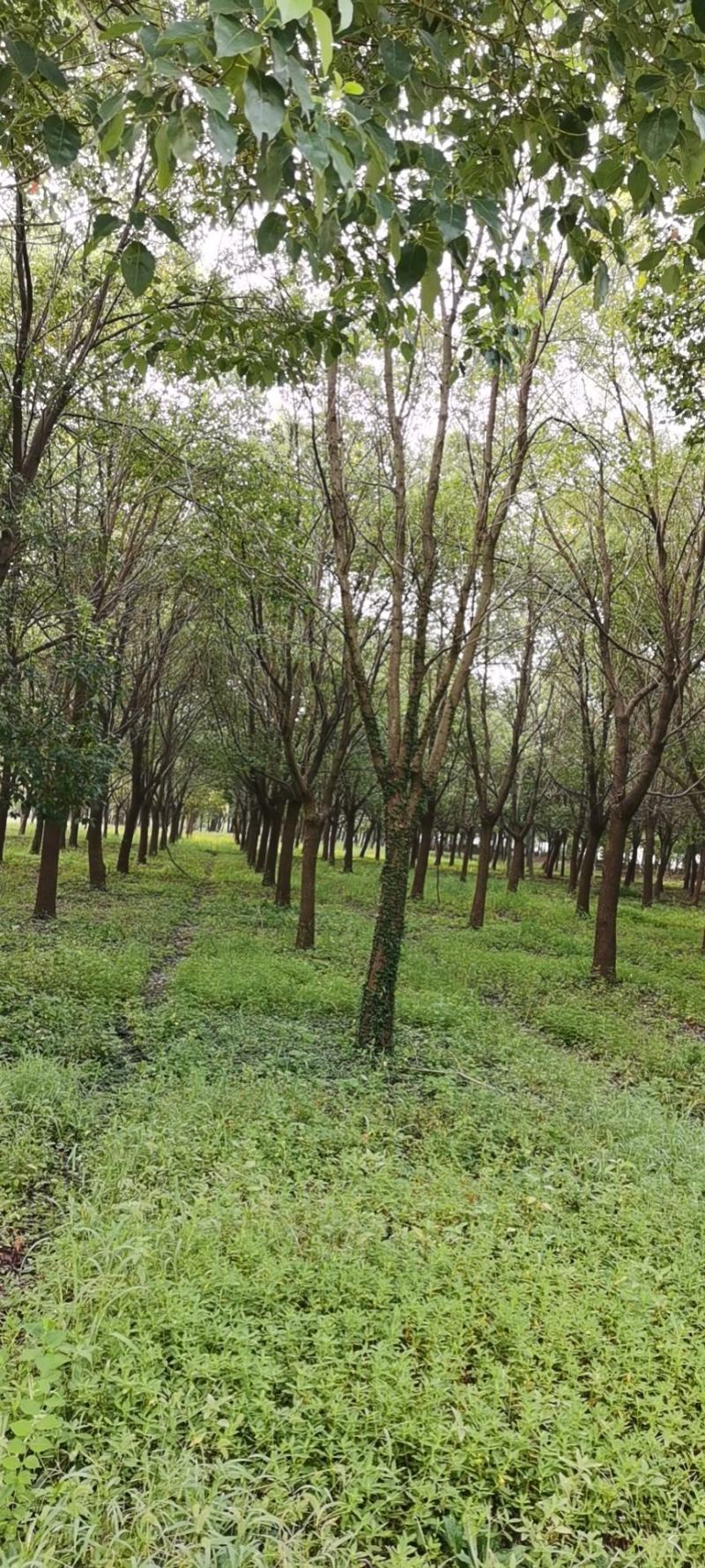 精品15-25香樟树移栽苗自营苗圃出货