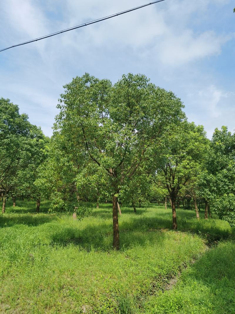 精品15-25香樟树移栽苗自营苗圃出货