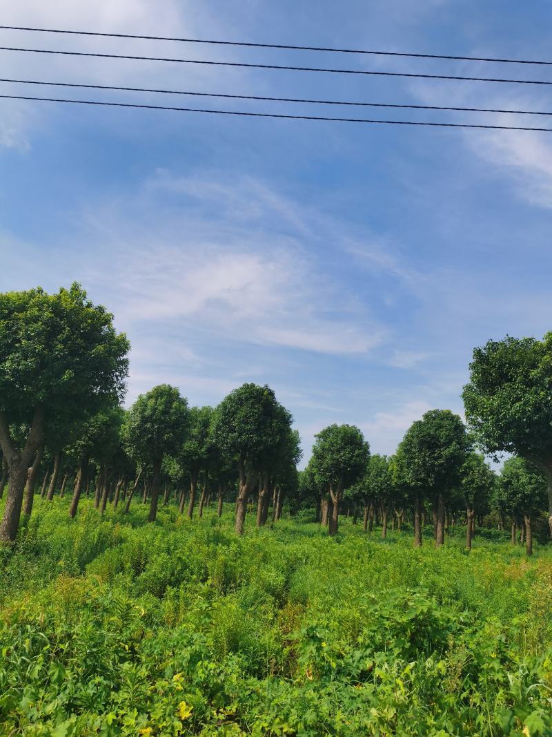 精品15-25香樟树移栽苗自营苗圃出货