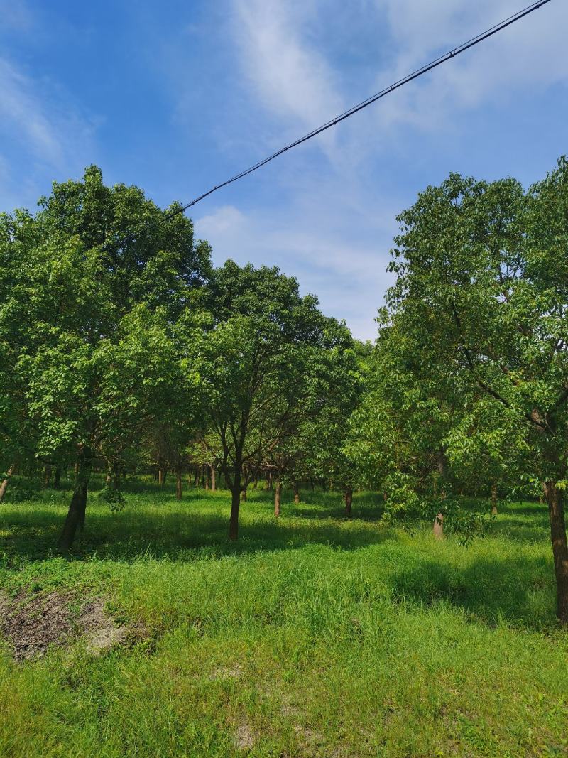 精品15-25香樟树移栽苗自营苗圃出货