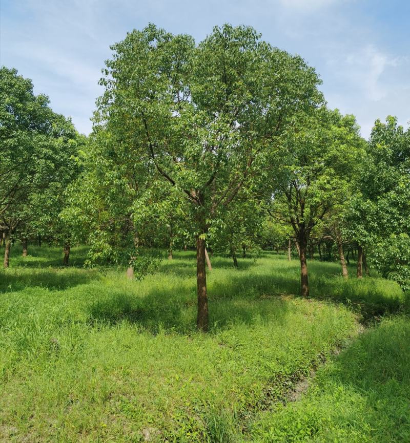 精品15-25香樟树移栽苗自营苗圃出货