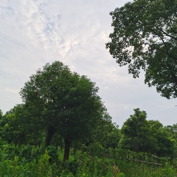 精品15-25香樟树移栽苗自营苗圃出货