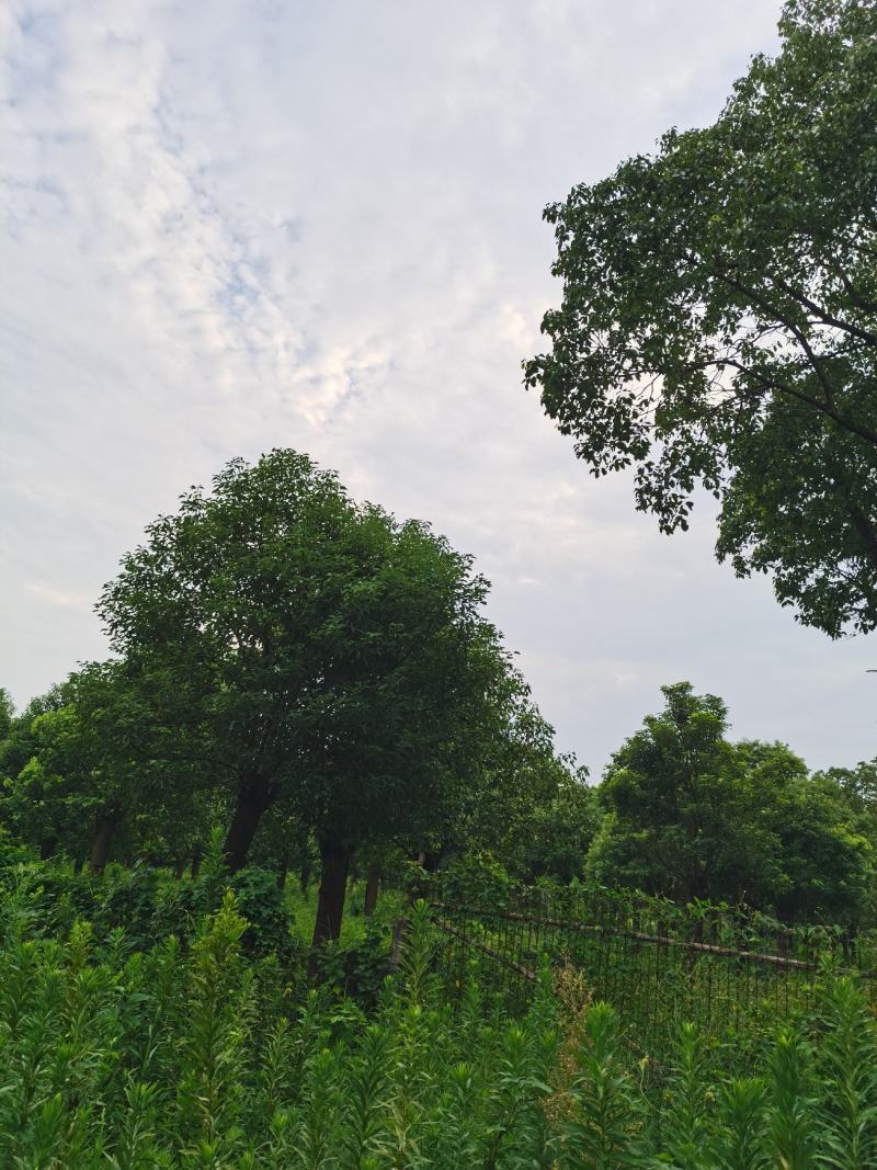 精品15-25香樟树移栽苗自营苗圃出货