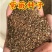 新采紫薇种子红花紫薇百日红种子工程绿化生长快包邮