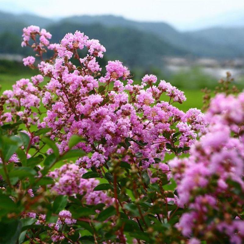 新采紫薇种子红花紫薇百日红种子工程绿化生长快包邮