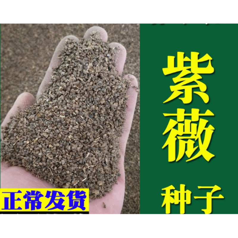 新采紫薇种子红花紫薇百日红种子工程绿化生长快包邮