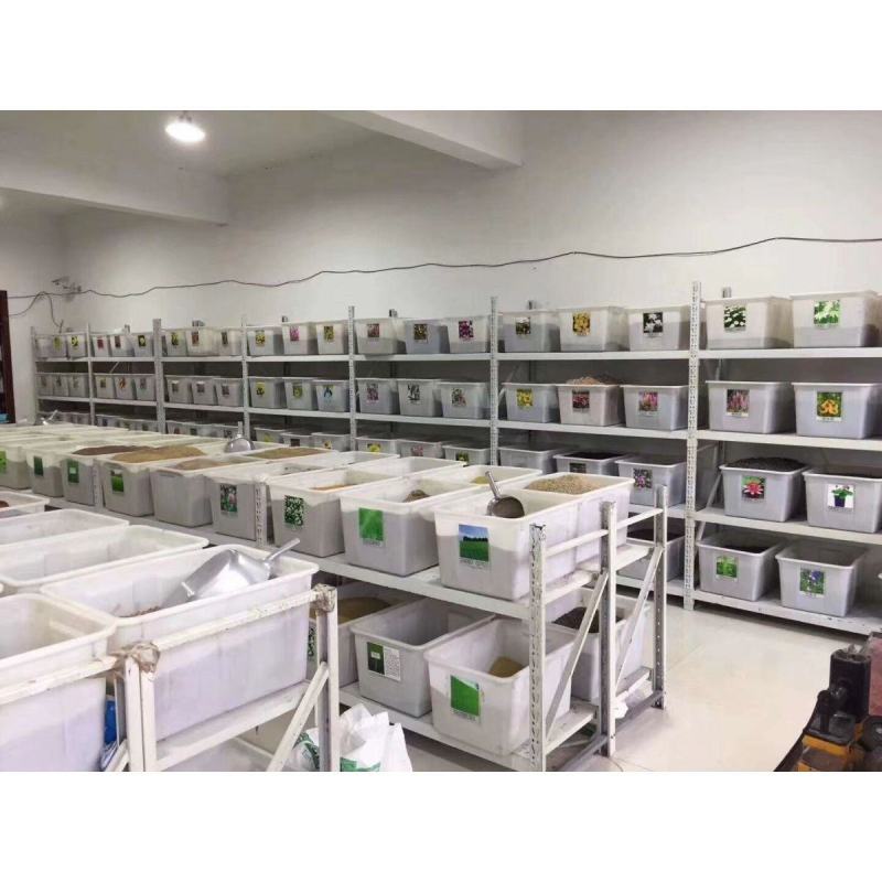 新采紫薇种子红花紫薇百日红种子工程绿化生长快包邮