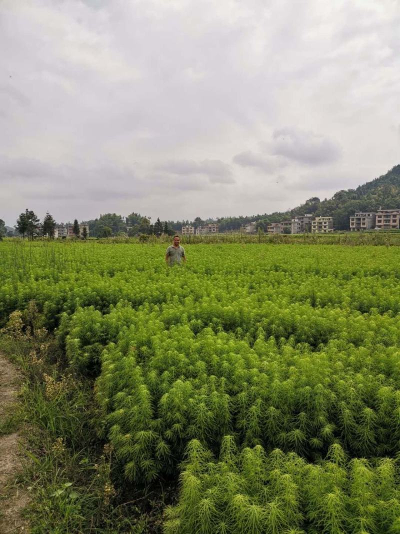 金钱松是一种非常珍稀的树种，属国家二级保护树种。