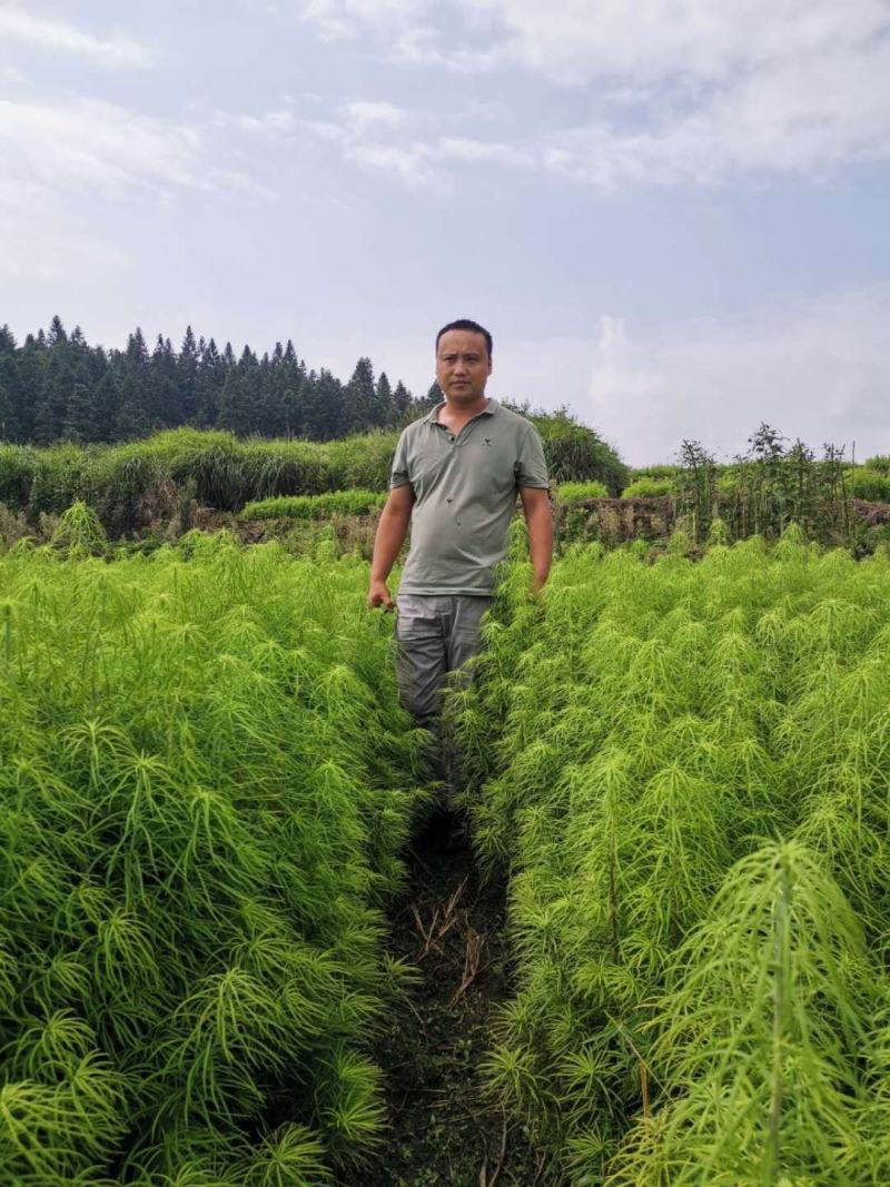 金钱松是一种非常珍稀的树种，属国家二级保护树种。