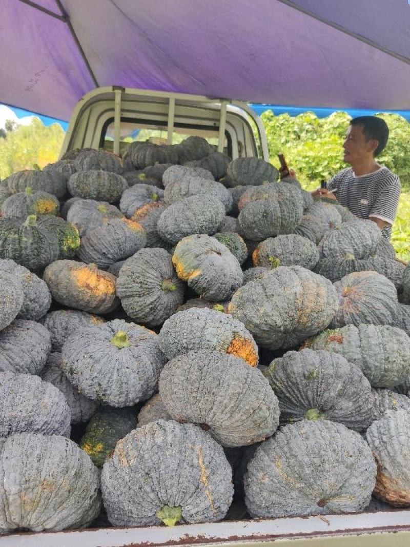 200亩赖早粒南瓜大量出售