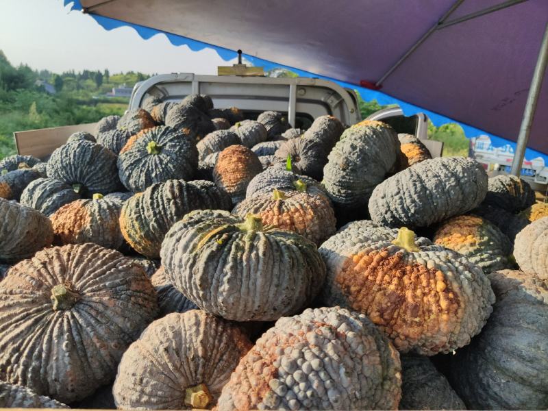 200亩赖早粒南瓜大量出售