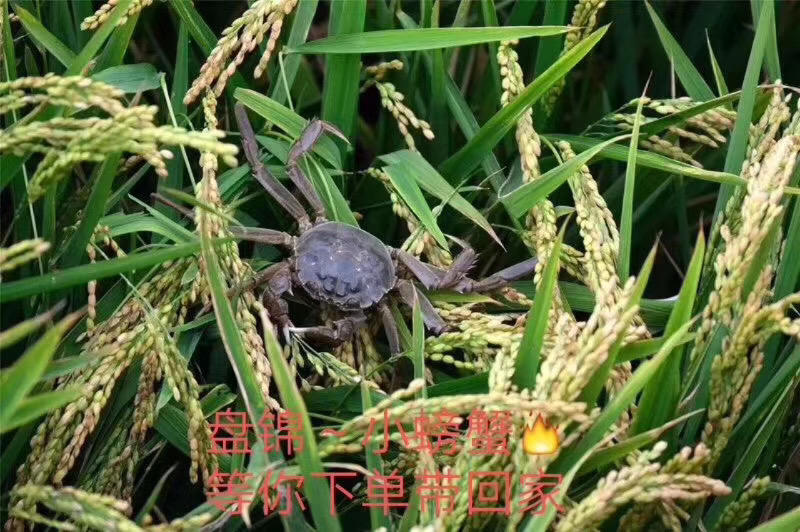 【优质】螃蟹稻田蟹盘锦大状河蟹大量上市全国接单