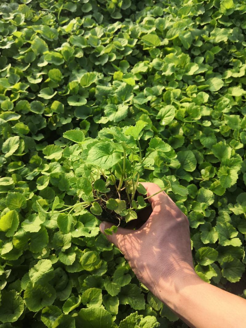 多年生红花酢浆草种植基地