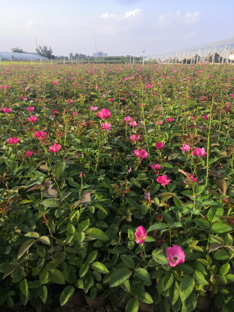 多年生红花酢浆草种植基地