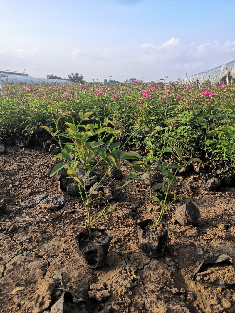 多年生红花酢浆草种植基地