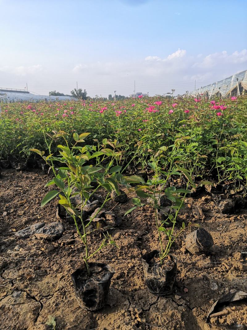 多年生红花酢浆草种植基地