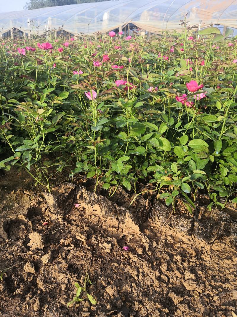 多年生红花酢浆草种植基地