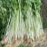 【热销】四川乐山芹菜基地批发价格实惠欢迎致电
