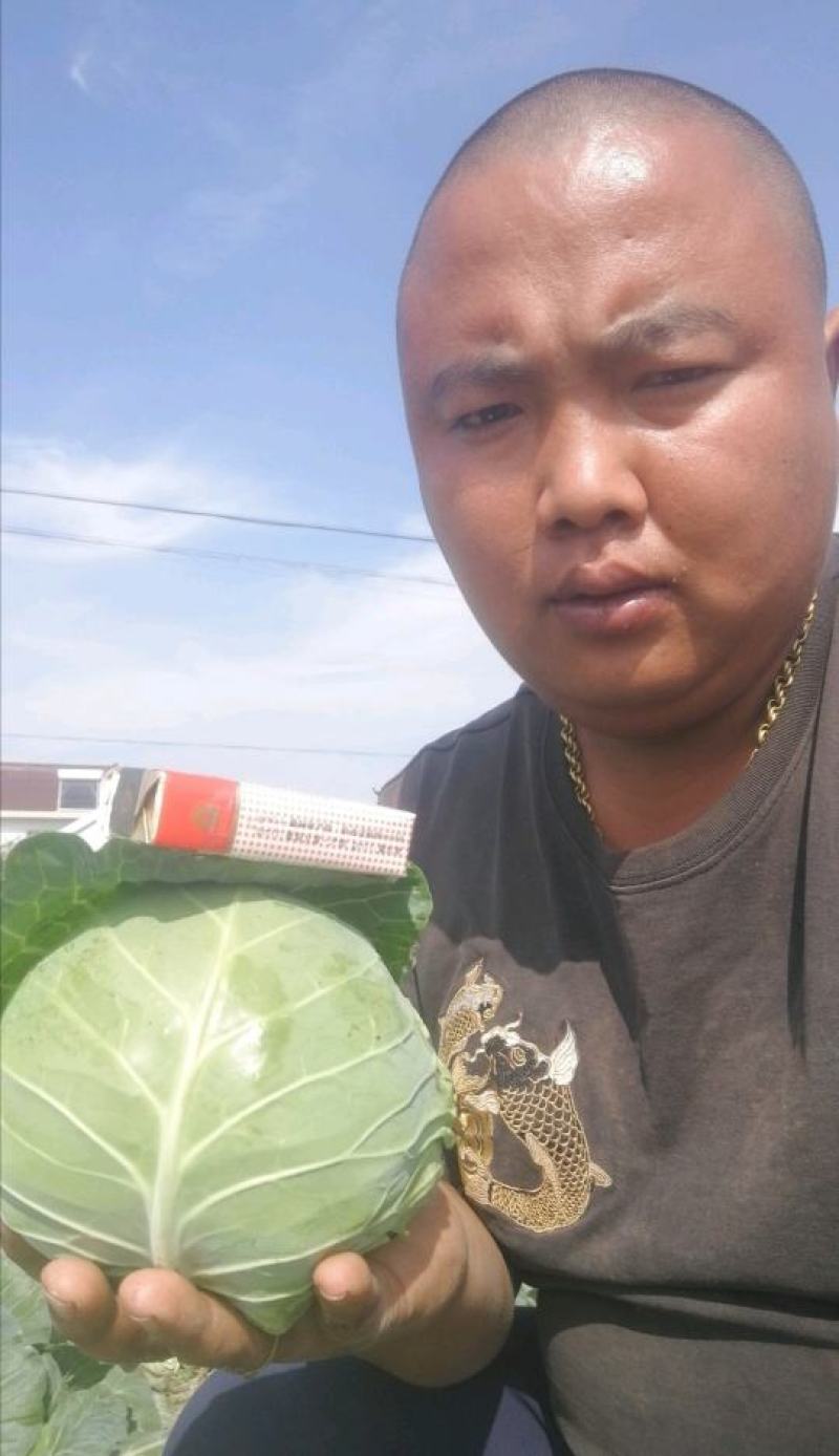 圆甘蓝，南通产地，一亩田友专享（品质保证）产地供应