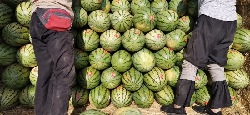内蒙西瓜大量有货货源充足质量保证