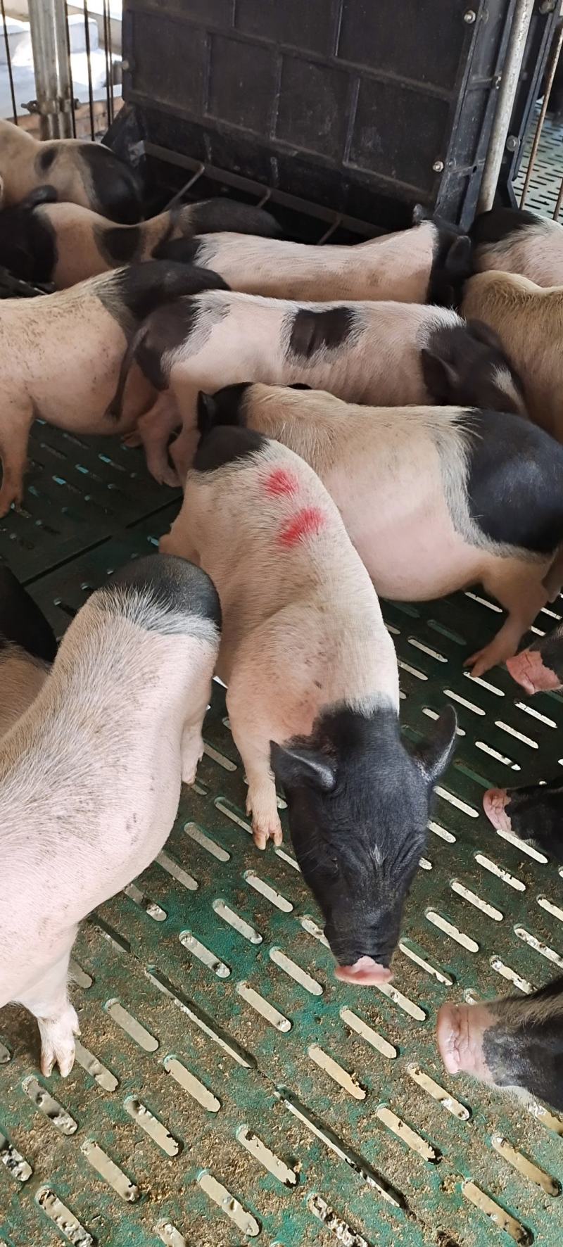 巴马香猪，买十头送一头，送货上门。货到付款。公母都有