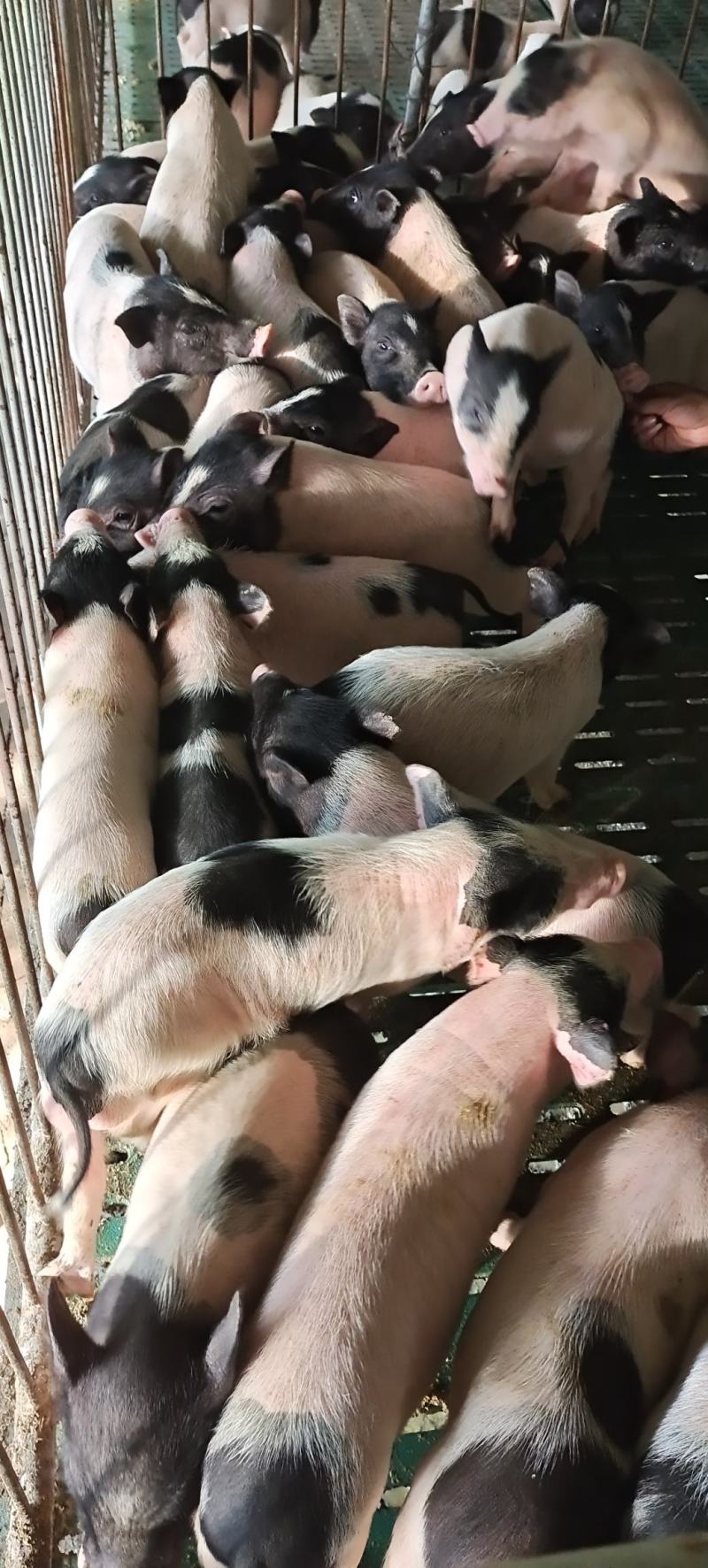 巴马香猪，买十头送一头，送货上门。货到付款。公母都有