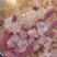 雪燕拉丝雪燕植物燕窝产地直销大量现货