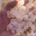 雪燕拉丝雪燕植物燕窝产地直销大量现货