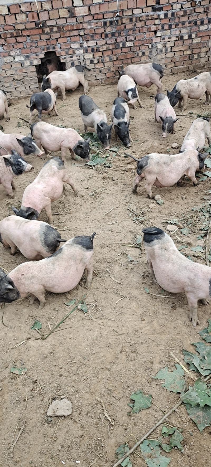 巴马香猪，一窝10/15头，繁殖快，涨势快