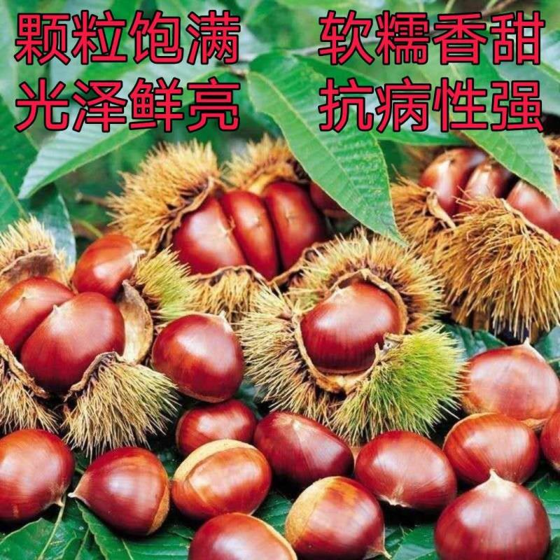 板栗苗优质嫁接苗盆栽地栽南北方种植