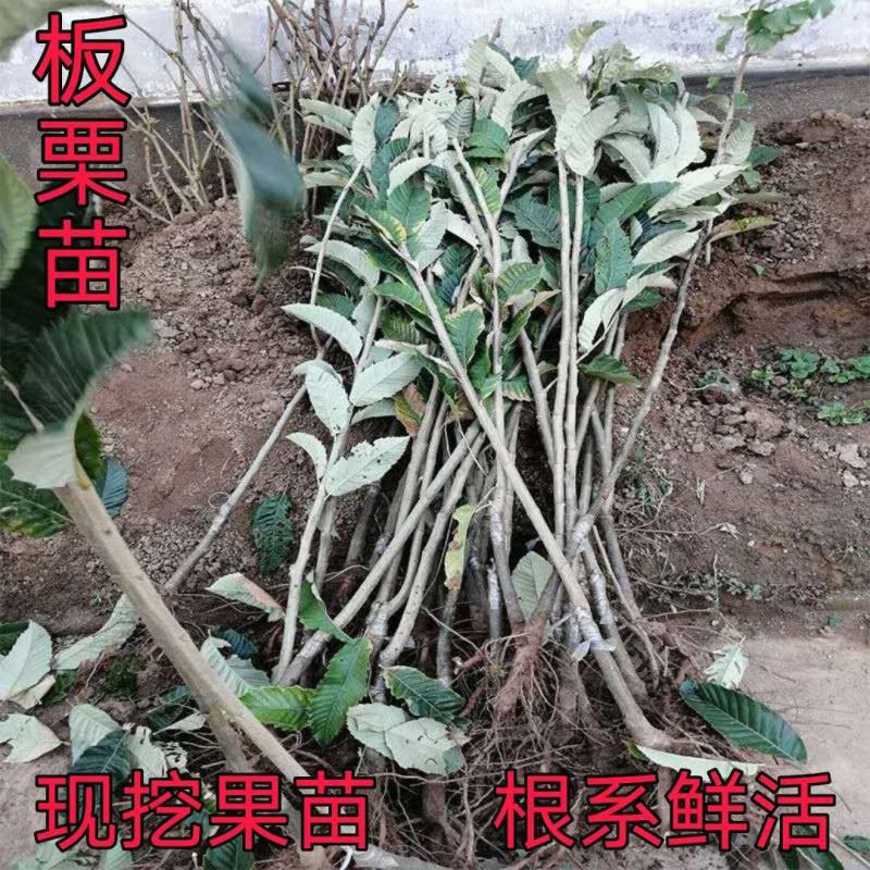 板栗苗优质嫁接苗盆栽地栽南北方种植