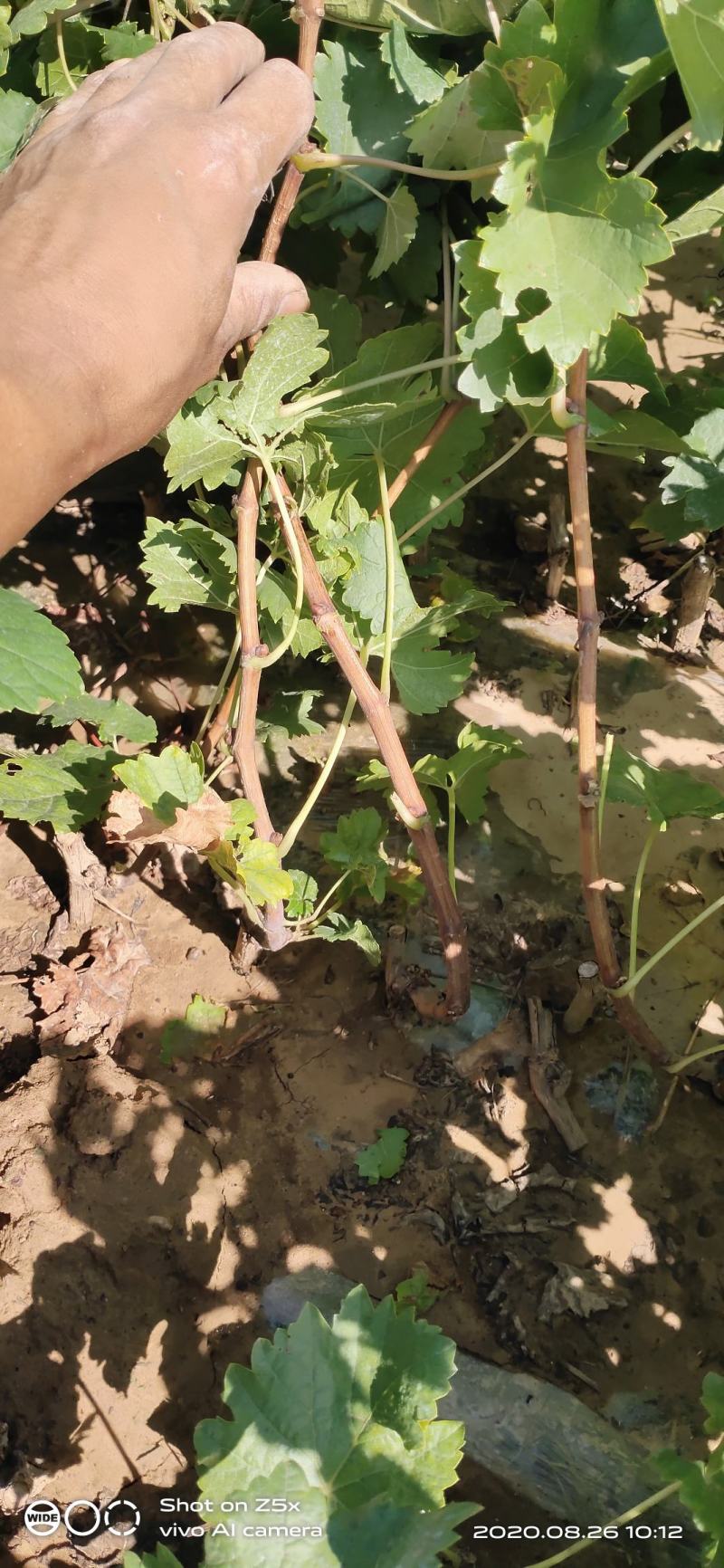 克伦生葡萄种苗保证纯度和质量保证成活率假一赔十