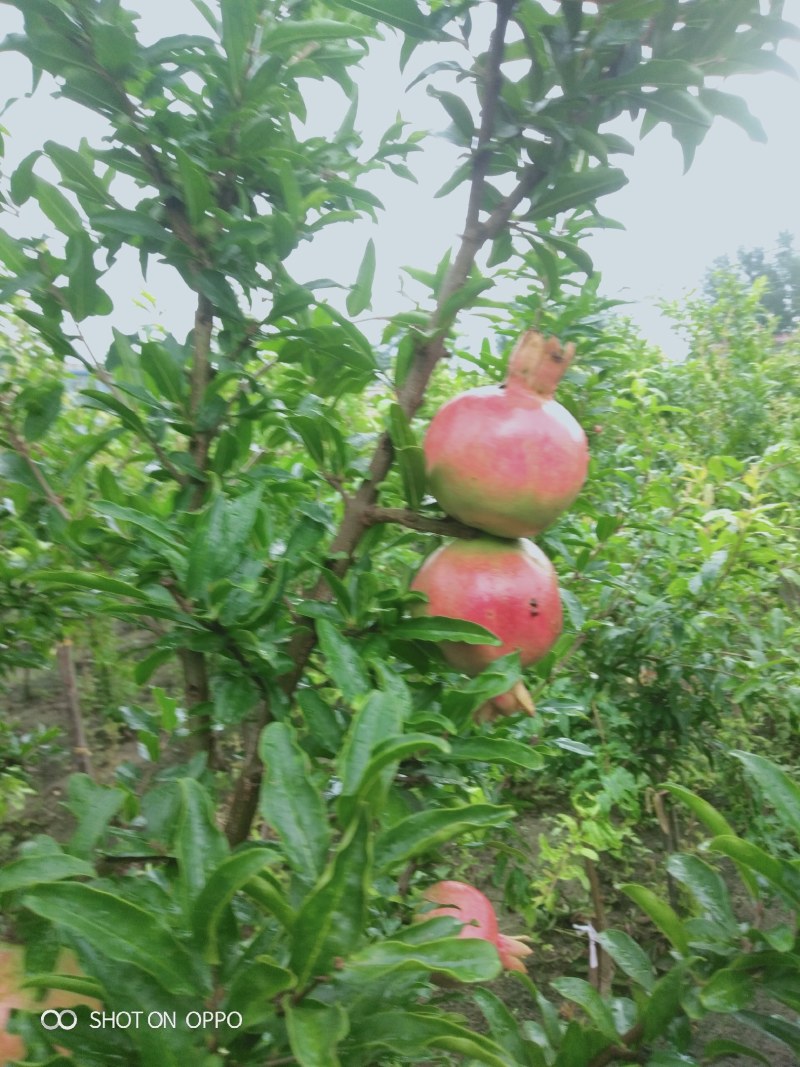 石榴树苗：软籽石榴树苗：泰山红突尼斯石榴树苗
