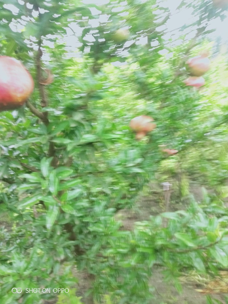 石榴树苗：软籽石榴树苗：泰山红突尼斯石榴树苗