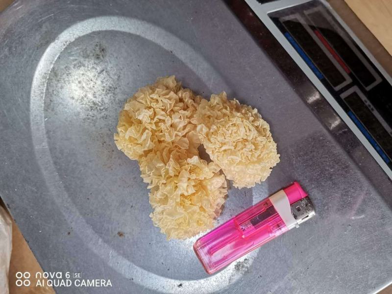 福建古田银耳小银耳糯耳不含硫磺产地直销长期供货一件代发