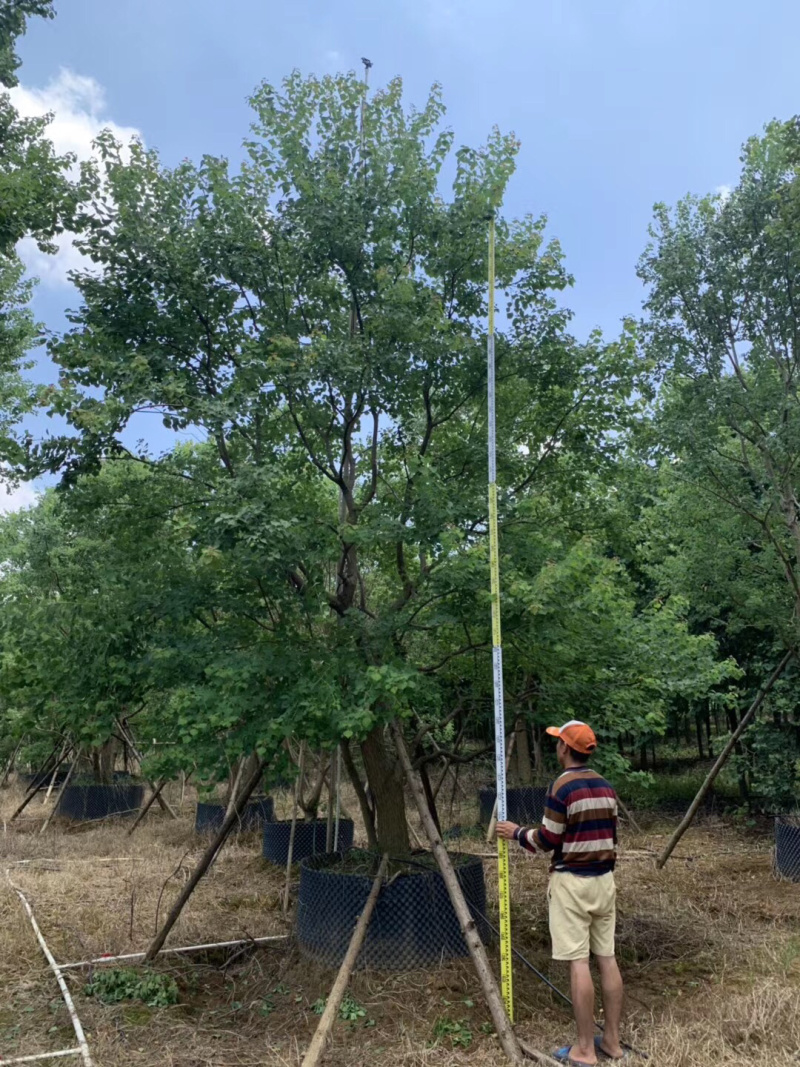 乌桕容器苗和地苗各种规格供应，有需要的联系
