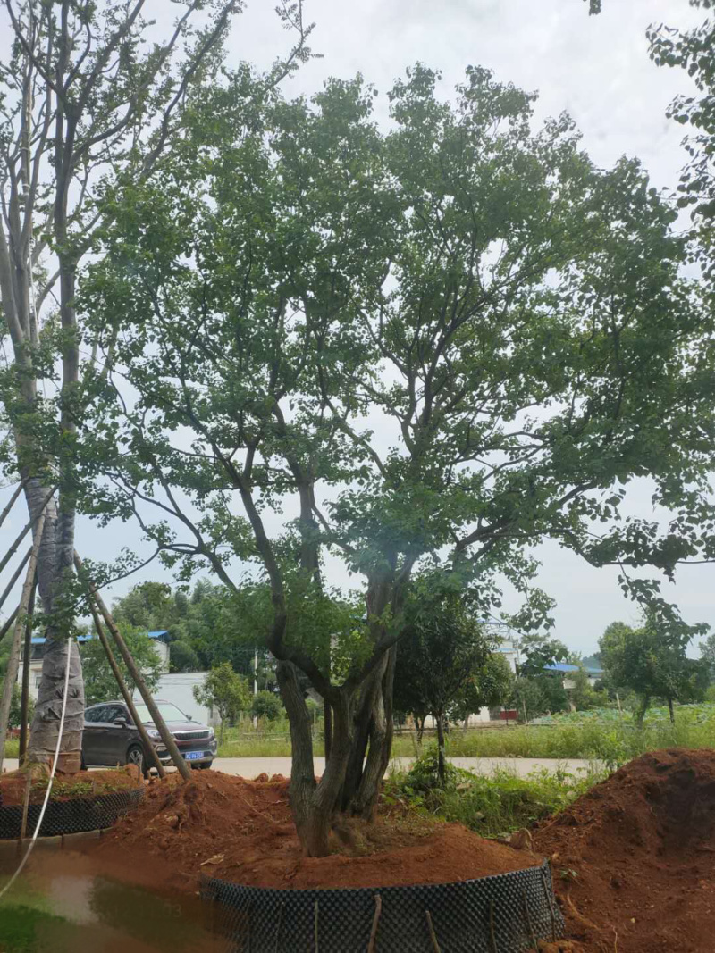 乌桕容器苗和地苗各种规格供应，有需要的联系