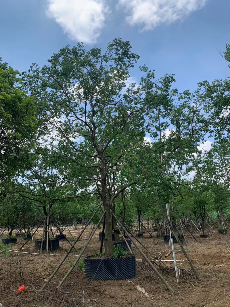 乌桕容器苗和地苗各种规格供应，有需要的联系